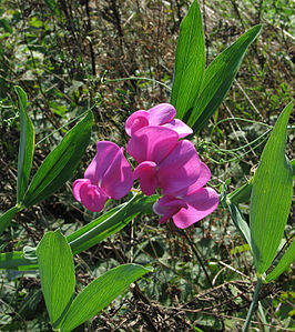 Brede lathyrus