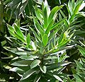 Leucadendron argenteum