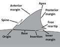 Image 9Dorsal fin diagram with landmarks labeled. (from Shark anatomy)