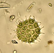 niet-beweeglijk coenobium van Pediastrum