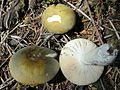 Russula aeruginea