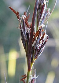 Inflorescence