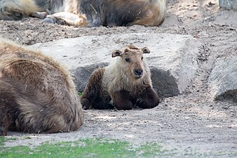 Sichuantakin – Jungtier, geboren am 15. Februar 2019