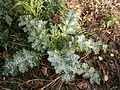 Silybum marianum leaf