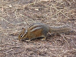 Siskiyou-chipmunk