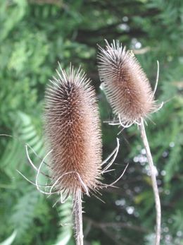 Erdei mácsonya (Dipsacus fullonum)