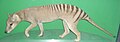 Thylacine