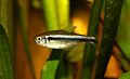 10 Black neon tetra