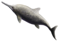 Ichthyosaurus communis