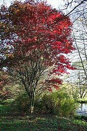 Acer palmatum 'Osakazuki'