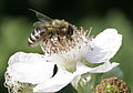 Wildbiene auf Brombeere