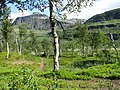 Betula pubescens