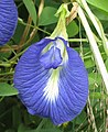 Resupinierte Blüte von Clitoria ternatea; hier ist die Fahne zuunterst