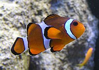 Percula Clownfish in a zoo