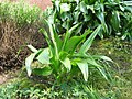 Colchicum lusitanum leaves