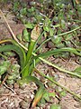 Colchicum montanum mature seedbox