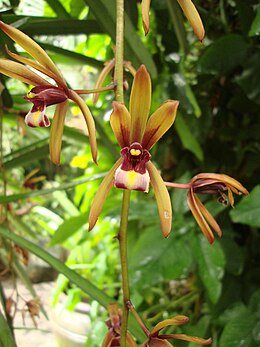 Cymbidium aloifolium