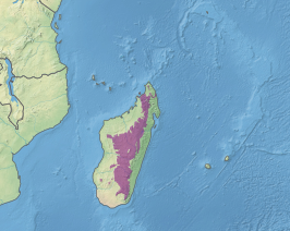 Subtropische bossen van Madagaskar