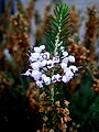 Erica vagans 'Alba'