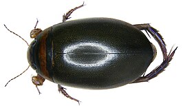 Graphoderus cinereus