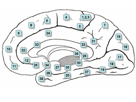 {De mediale prefrontale cortex (DMPFC en VMPFC) omvat in deze kaart de gebieden 10, 25 en 34 van Brodmann. Gebied 11 wordt de cortex orbitofrontalis genoemd