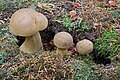 !Tylopilus felleus!