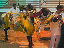 A man holding a rope of a decorated bull.