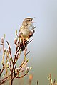 Kleine sprinkhaanzanger (Locustella lanceolata) in Biosfeerreservaat Kronotski.