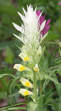 Mezei csormolya (Melampyrum arvense var. alba)