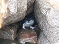 Penguin on Montague Island