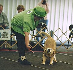 A dog with yellow fur dancing alongside a person wearing a green shirt and a green hat