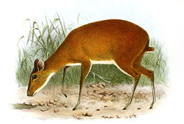 Bates' dwergantilope