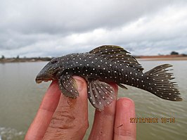 Parancistrus nudiventris