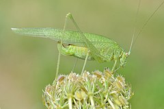 Phaneroptera nana, adult female grooming foreleg