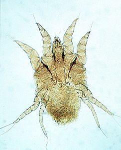 Psoroptes cuniculi surface-feeding mite