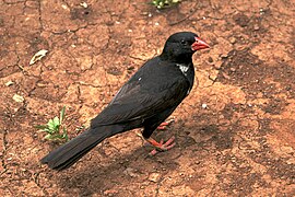 Buffalo weaver