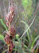 Flowering head