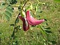 Sesbania grandiflora Red