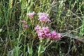 Silene armeria