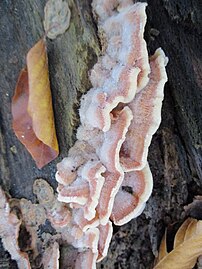 Fruit body resembling bacon