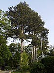 11 Schwarzkiefern (Pinus nigra)