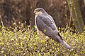 Bayağı atmaca, Accipiter nisus