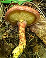 Weinroter Schuppen-Röhrling Suillus spraguei