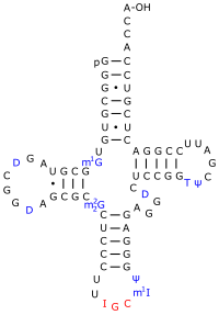 Eine tRNAAla aus S. cerevisiae. Dihydrouracil ist hier mit D gekennzeichnet.