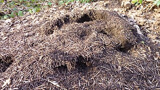 4 m2 (43 sq ft) wood ant nest along a path