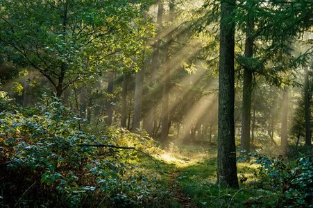 Vressels Bos