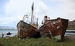 Dias (links) mit Albatros (rechts) gestrandet in Grytviken (2013)