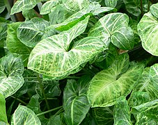 Syngonium podophyllum ("arrowhead plant")