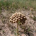 Yarrow inflorescence at seed maturity