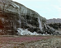 Über die steile Stirn des White Glacier fallendes Wasser, davor blühender Steinbrech (1975)